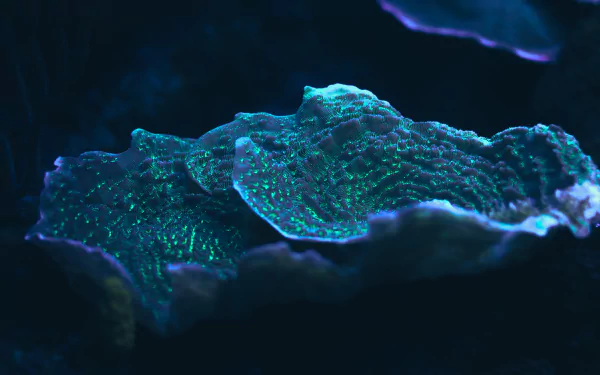 Close-up of glowing coral underwater, captured in stunning detail as a 4K Ultra HD PC desktop wallpaper and background.