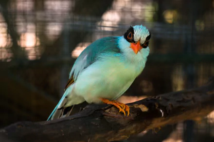 Close-up HD desktop wallpaper of a common green magpie perched on a branch, showcasing its vibrant blue and green feathers and bright orange beak.