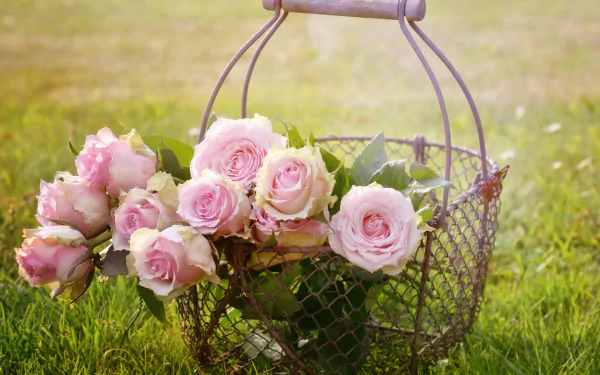  Basket of Pink Roses