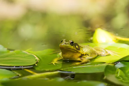 A green frog resting on a lily pad surrounded by lush greenery, captured in high definition as a desktop wallpaper background.