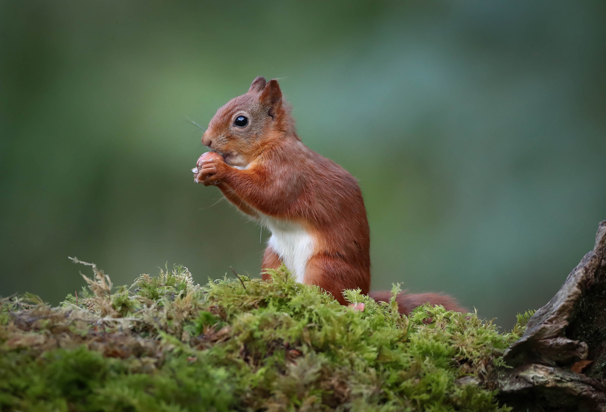 Animal Squirrel HD Wallpaper