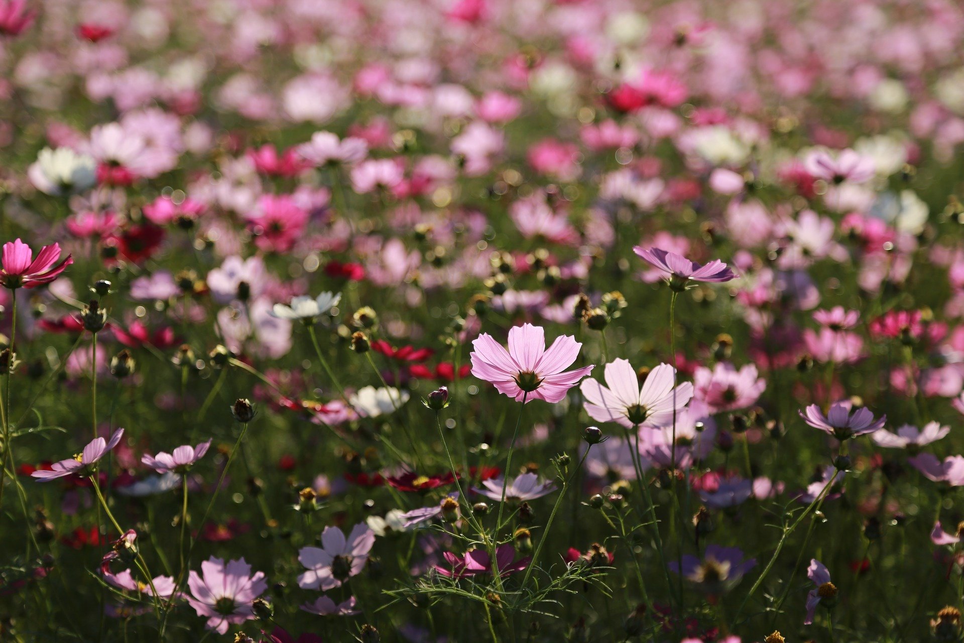 Download Pink Flower Flower Nature Cosmos  HD Wallpaper