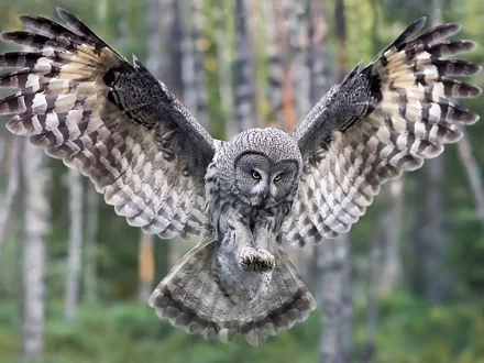 A great grey owl spreads its wings wide in a serene forest setting, captured in stunning detail, making for an impressive HD desktop wallpaper and background.