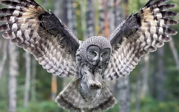 A great grey owl spreads its wings wide in a serene forest setting, captured in stunning detail, making for an impressive HD desktop wallpaper and background.