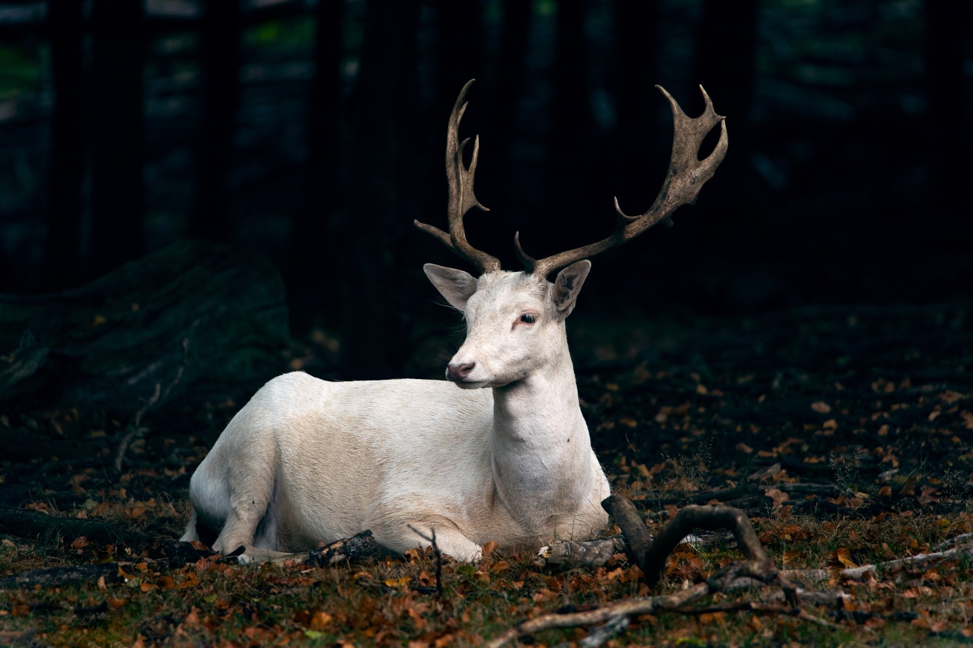 Download Horns Animal Deer 4k Ultra HD Wallpaper by Ralf Kaiser