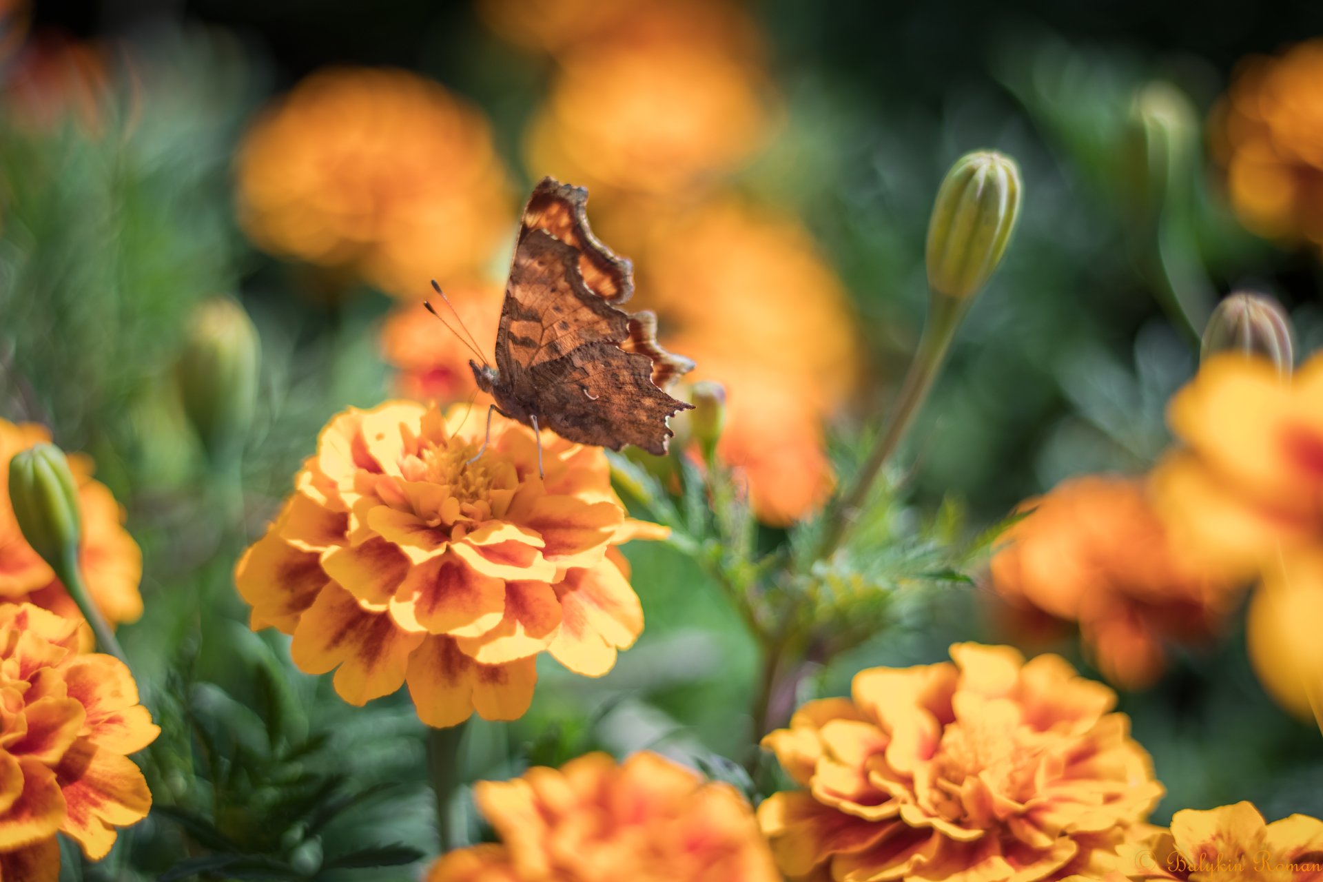 Download Orange Flower Marigold Animal Butterfly 4k Ultra HD Wallpaper by Vergilius