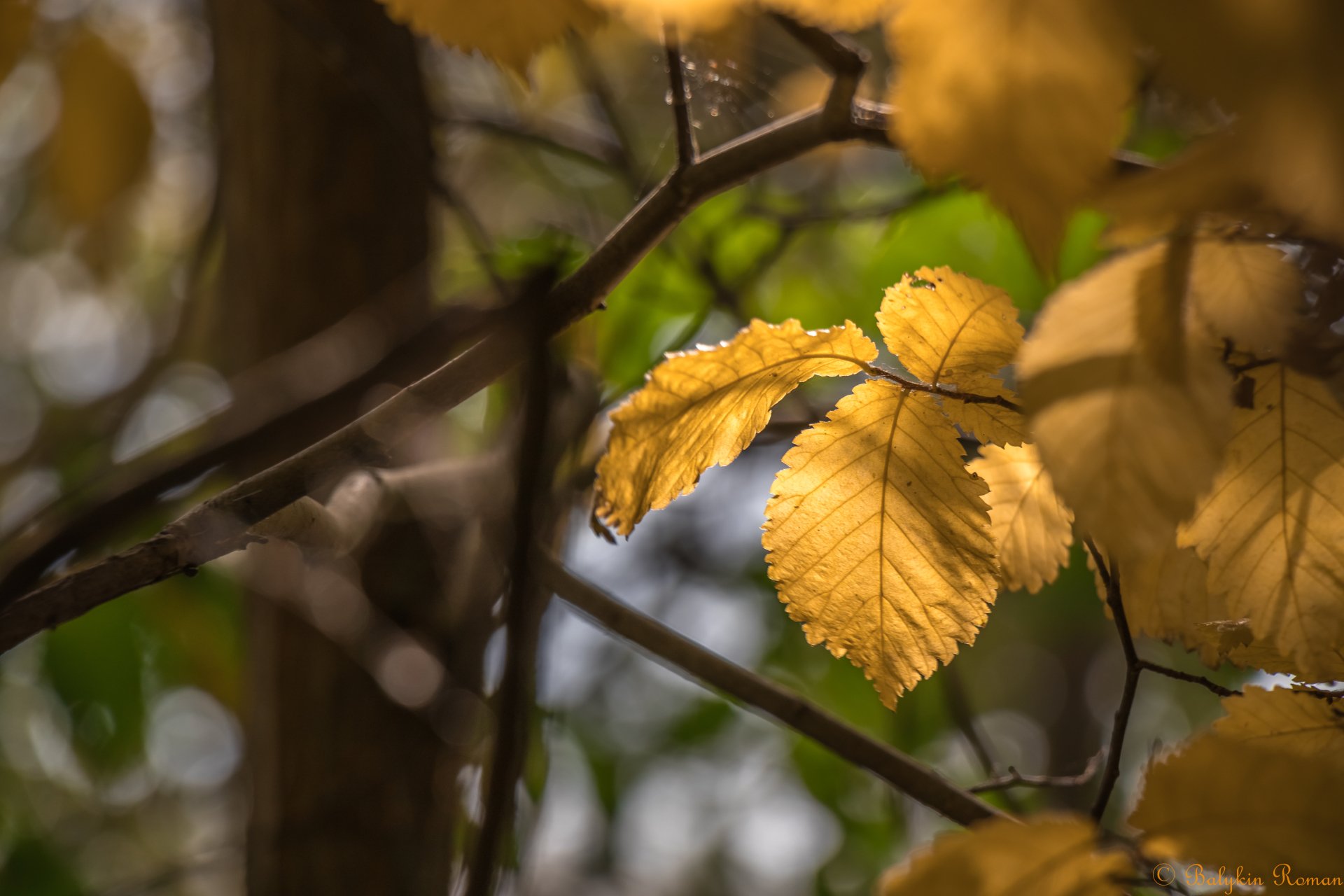 Leaf 4k Ultra HD Wallpaper by Vergilius