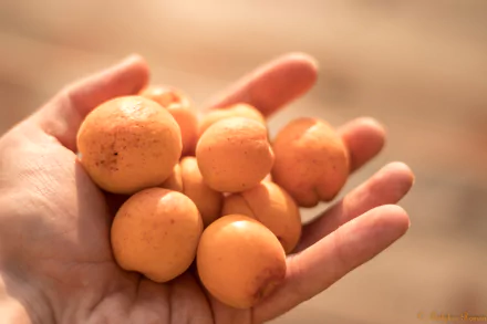 food apricot HD Desktop Wallpaper | Background Image