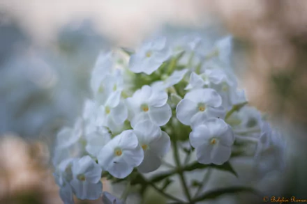 white flower nature flower HD Desktop Wallpaper | Background Image