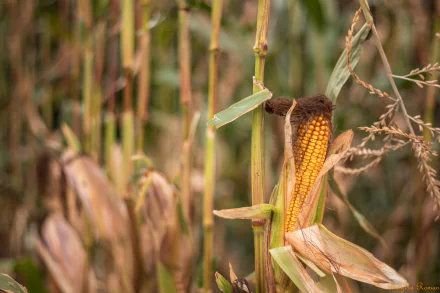 food corn HD Desktop Wallpaper | Background Image