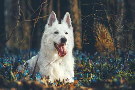 White Shepherd dog (animal) among blue wildflowers in a sunlit forest — HD PC desktop wallpaper/background.