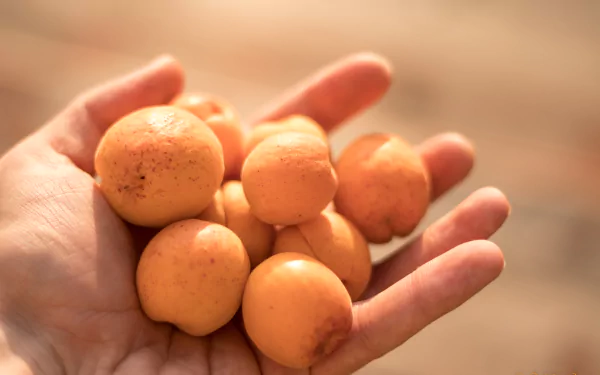 food apricot HD Desktop Wallpaper | Background Image