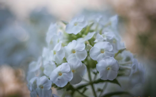 white flower nature flower HD Desktop Wallpaper | Background Image