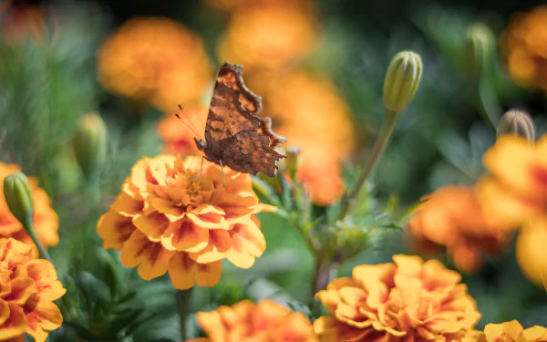 orange flower marigold Animal butterfly HD Desktop Wallpaper | Background Image