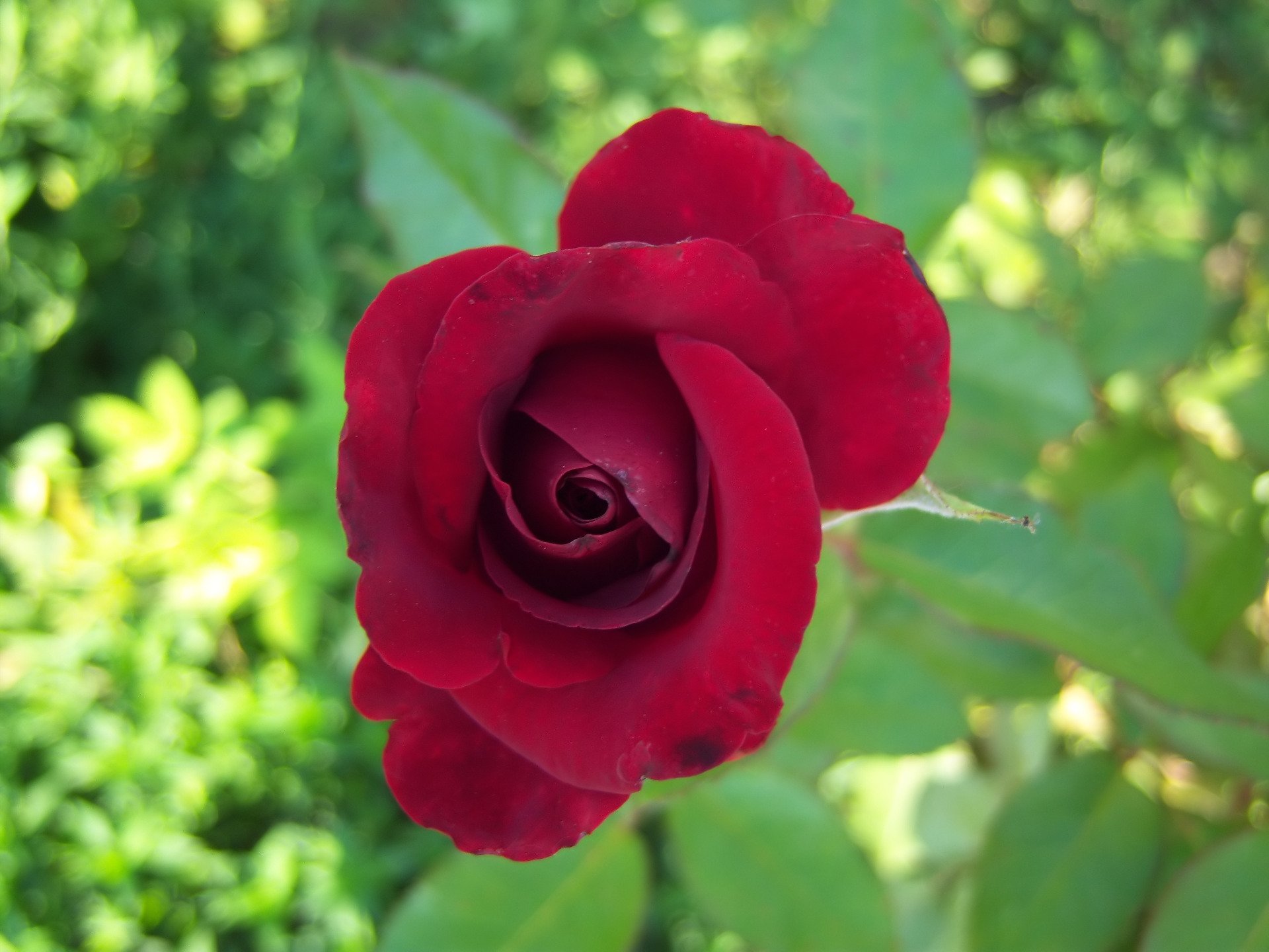 Download Nature Rose HD Wallpaper