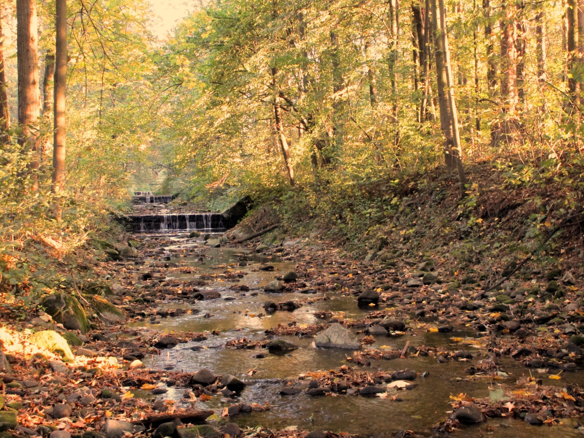 Download Tree Leaf River Nature Fall 4k Ultra HD Wallpaper by Trissha