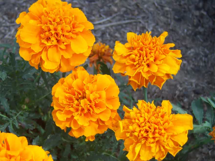 HD desktop wallpaper showing vibrant orange marigold blooms in nature, close-up of layered petals and green foliage against a muted soil background.