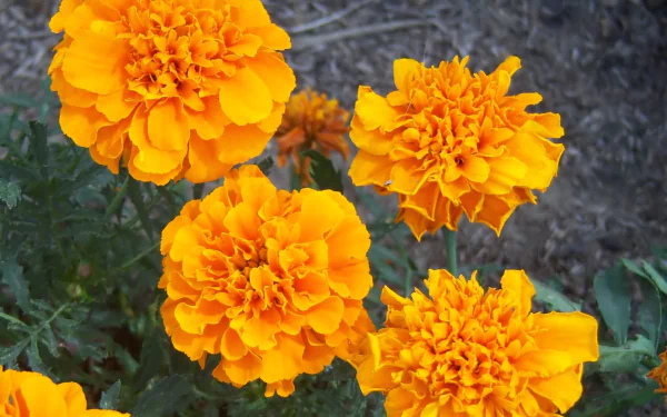 HD desktop wallpaper showing vibrant orange marigold blooms in nature, close-up of layered petals and green foliage against a muted soil background.