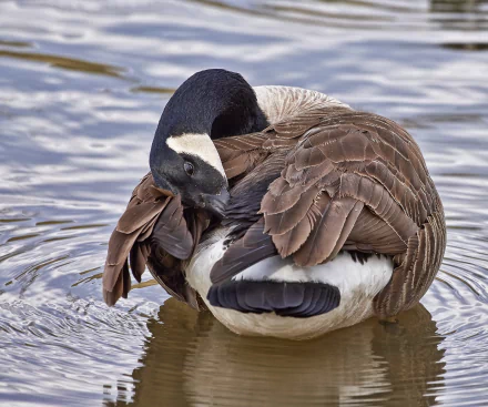 goose Animal canada goose HD Desktop Wallpaper | Background Image