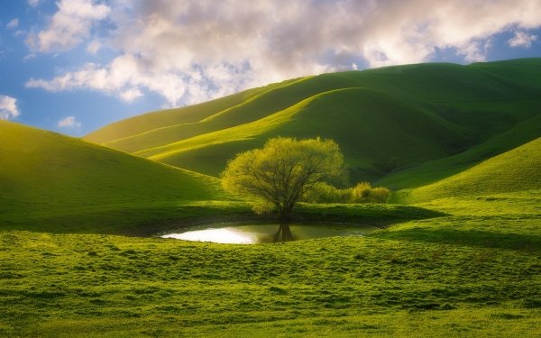 Earth Tree Trees Nature Hill Greenery Grass HD Wallpaper | Background Image