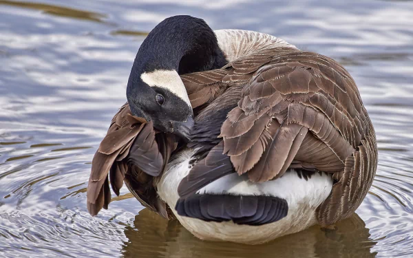 goose Animal canada goose HD Desktop Wallpaper | Background Image