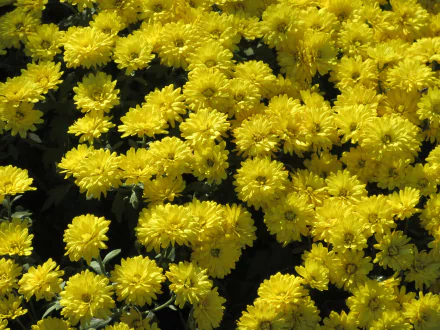 nature chrysanthemum HD Desktop Wallpaper | Background Image