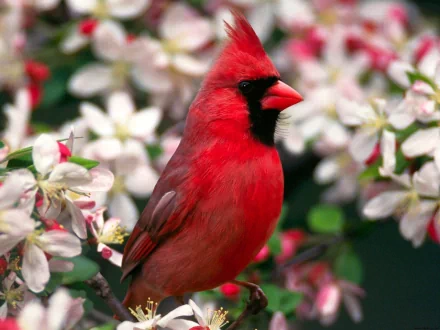A vivid red cardinal perched among blossoming flowers, creating a striking scene for an HD desktop wallpaper and background.