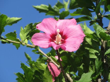nature hibiscus HD Desktop Wallpaper | Background Image