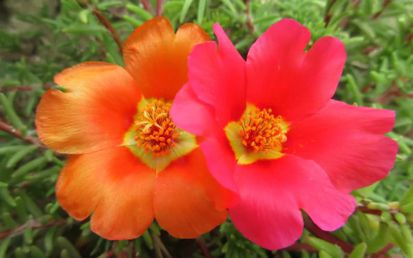 flower nature petunia HD Desktop Wallpaper | Background Image