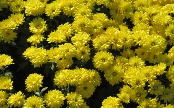 nature chrysanthemum HD Desktop Wallpaper | Background Image