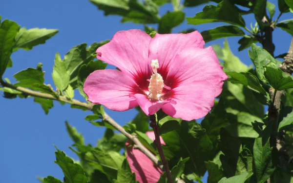 nature hibiscus HD Desktop Wallpaper | Background Image