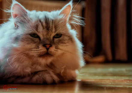 Close-up portrait of a fluffy cat resting on a wooden floor, captured in 4K Ultra HD quality for PC desktop wallpaper and background.