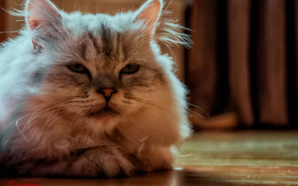 portrait Animal cat HD Desktop Wallpaper | Background Image