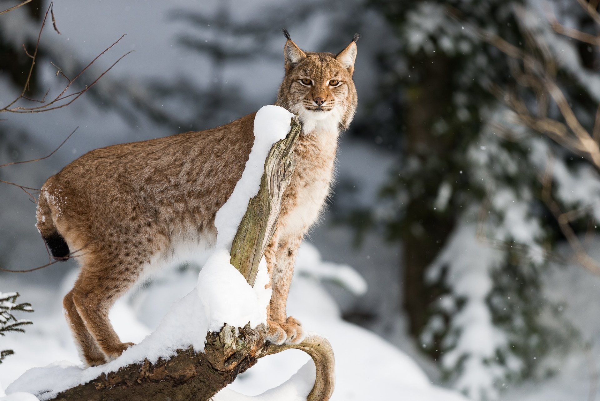 Animal Lynx HD Wallpaper