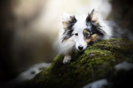 HD PC desktop wallpaper: tricolor dog resting on a mossy rock, shallow depth of field blurs the forest background for a soft, dreamy animal portrait.