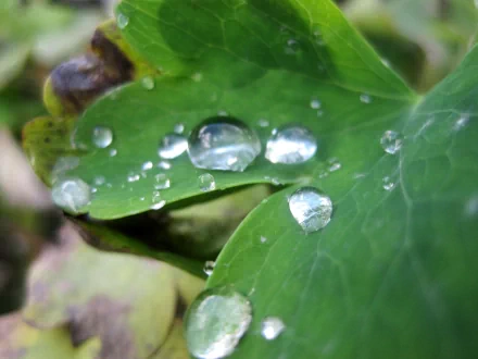 Close-up of clear water droplets resting on vibrant green leaves, captured in HD quality as a nature-themed PC desktop wallpaper and background.
