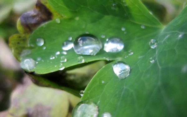 Close-up of clear water droplets resting on vibrant green leaves, captured in HD quality as a nature-themed PC desktop wallpaper and background.