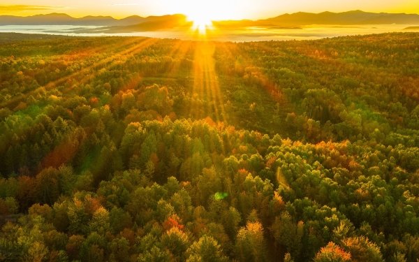Earth Landscape Nature Forest Sunbeam HD Wallpaper | Background Image
