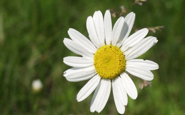 Earth Daisy Flowers HD Wallpaper | Background Image