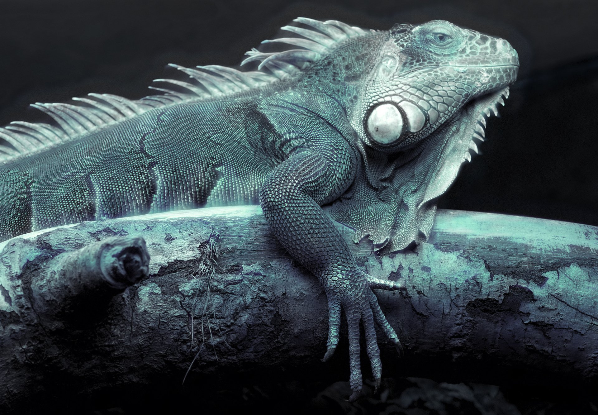 HD desktop wallpaper showcasing a detailed close-up of a blue-green iguana resting on a branch against a dark background.