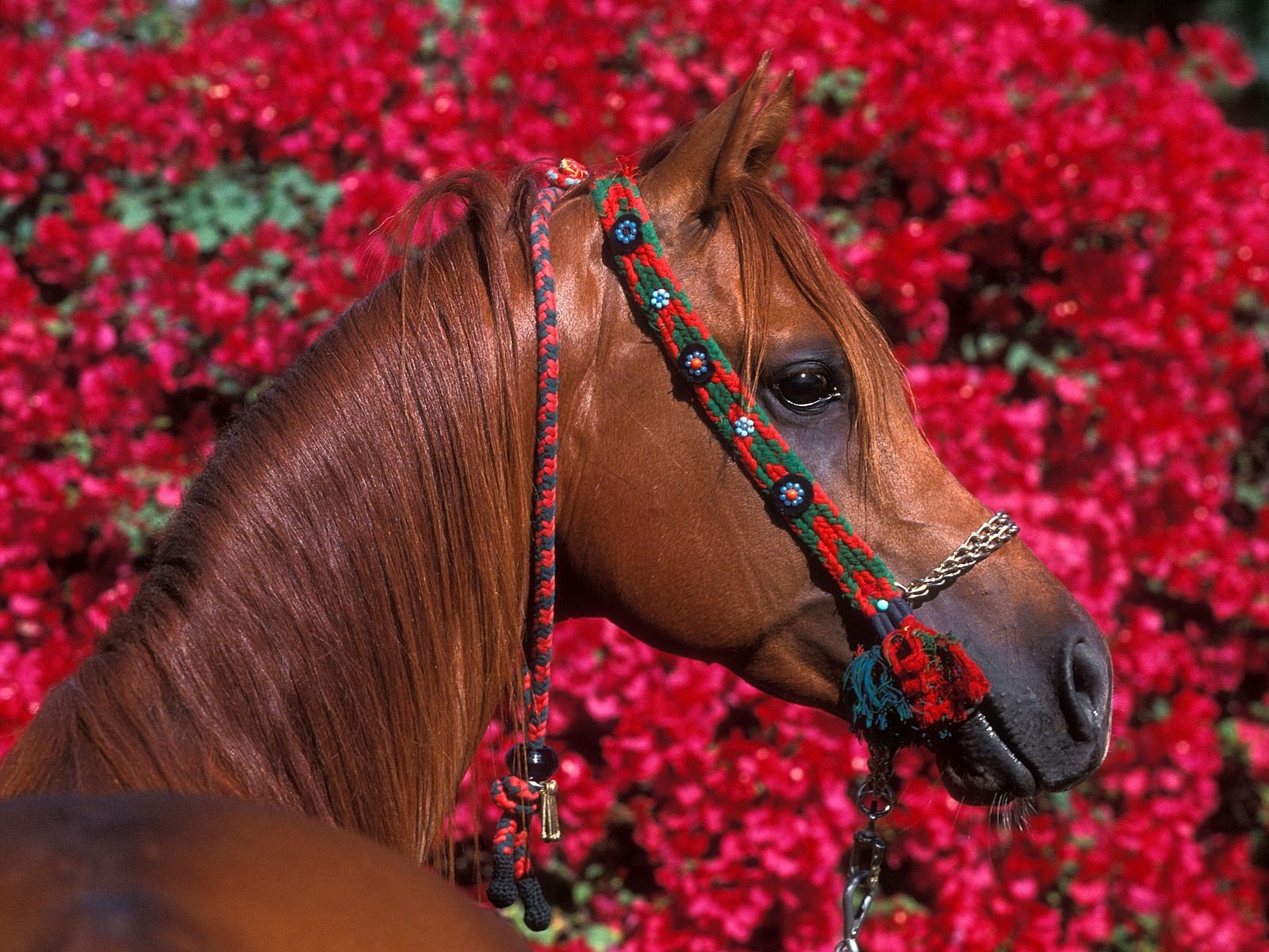 A close-up of a horse adorned with a decorative bridle, set against a vibrant backdrop of blooming red flowers, creating an eye-catching HD desktop wallpaper.