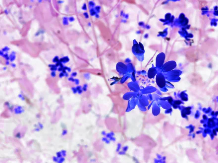blue flower artistic flower HD Desktop Wallpaper | Background Image