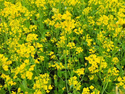 mustard plant nature flower HD Desktop Wallpaper | Background Image