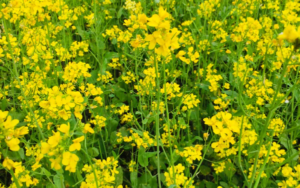 mustard plant nature flower HD Desktop Wallpaper | Background Image