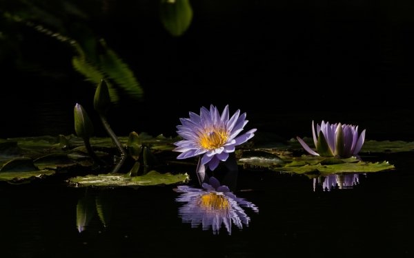 Nature Lotus Flowers Flower Purple Flower Reflection HD Wallpaper | Background Image