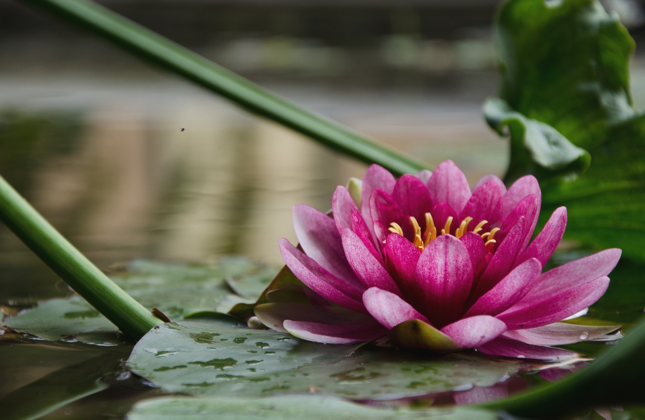 Water Lily HD Wallpaper