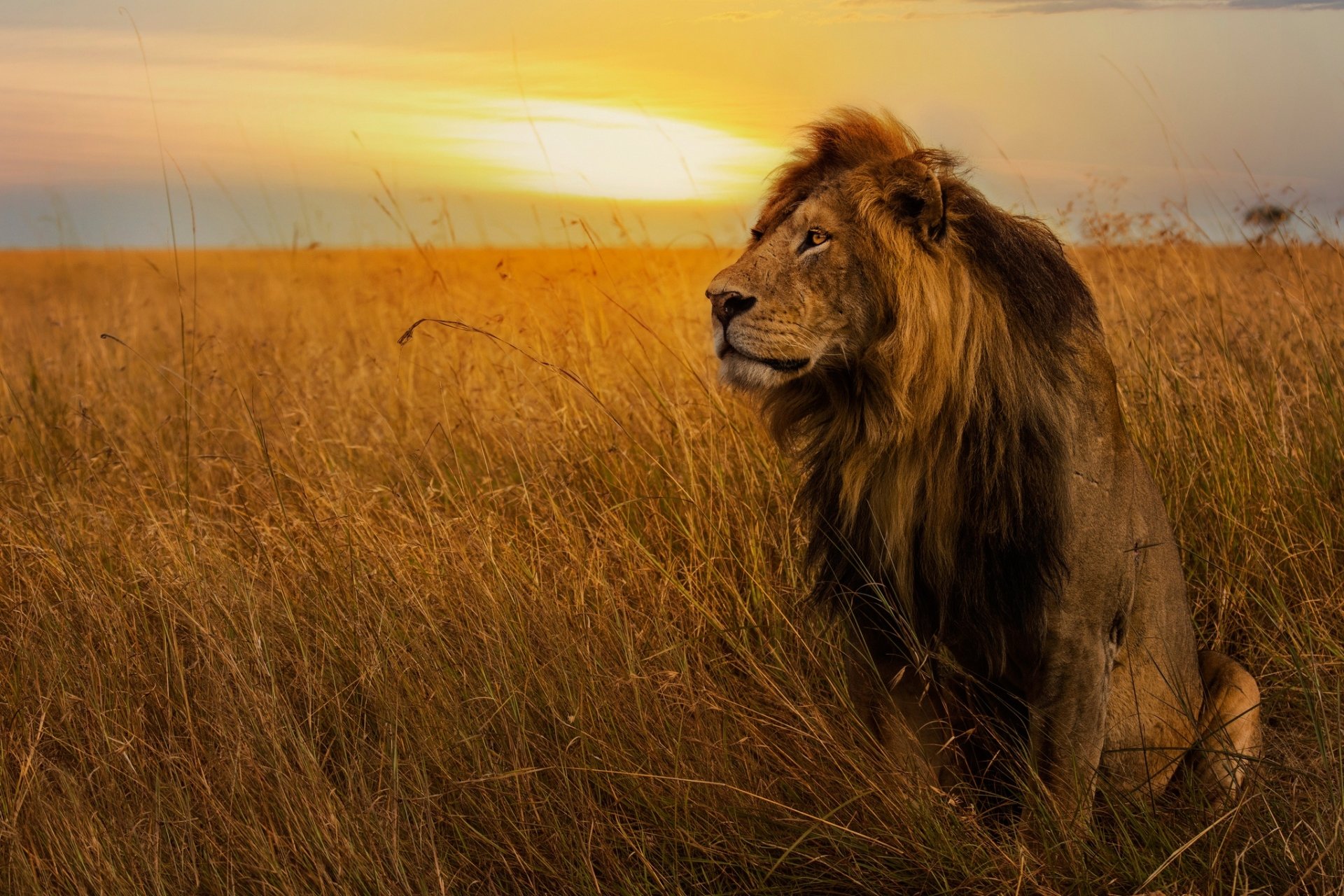 Aslan HD Duvar kağıdı Arka plan 2048x1365 ID968525 Wallpaper Abyss
