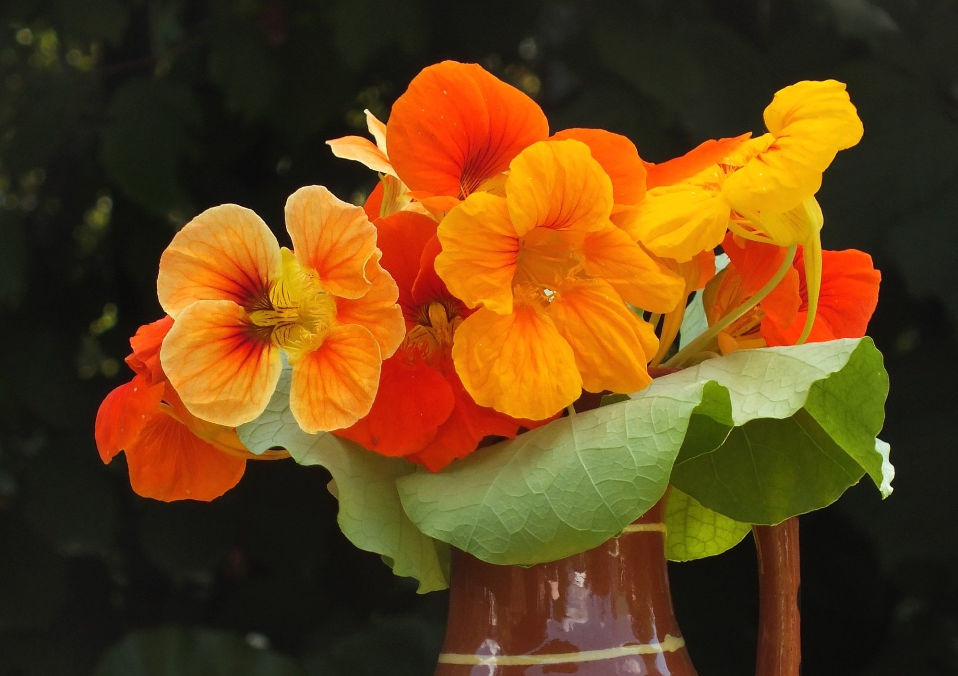 Download Tropaeolum Man Made Flower HD Wallpaper