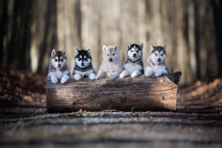 baby animal puppy dog Animal alaskan malamute HD Desktop Wallpaper | Background Image