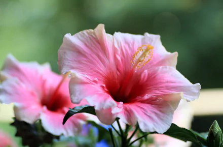 nature hibiscus HD Desktop Wallpaper | Background Image